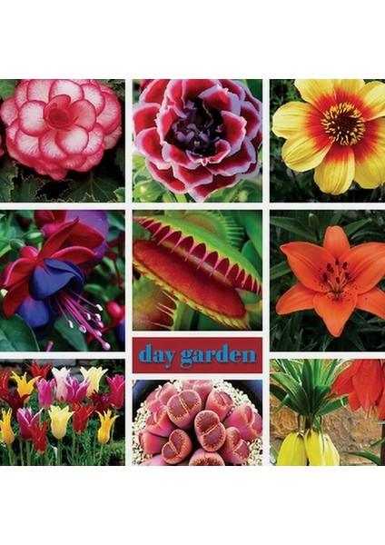 10 Adet Karışık Renk Dahlia Çiçeği Tohumu + 10 Adet Hediye K.renk Gül Çiçek Tohumu