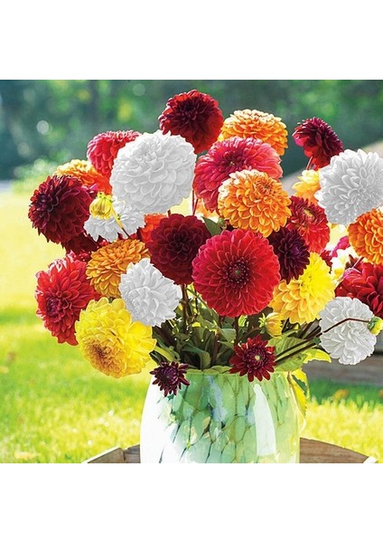 10 Adet Karışık Renk Dahlia Çiçeği Tohumu + 10 Adet Hediye K.renk Lale Çiçek Tohumu