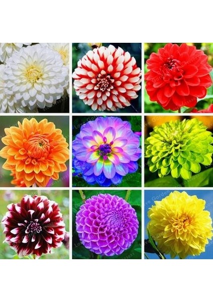 10 Adet Karışık Renk Dahlia Çiçeği Tohumu + 10 Adet Hediye K.renk Lale Çiçek Tohumu