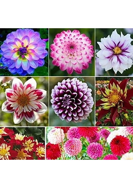 50 Adet Karışık Renk Dahlia Çiçeği Tohumu + 10 Adet Hediye K.renk Lale Çiçek Tohumu