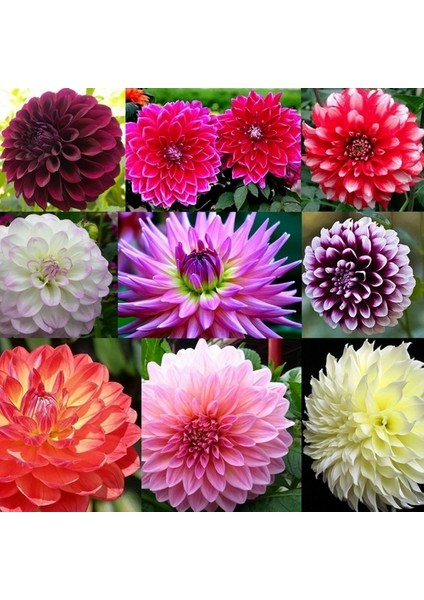 100 Adet Karışık Renk Dahlia Çiçeği Tohumu + 10 Adet Hediye K.renk Lale Çiçek Tohumu