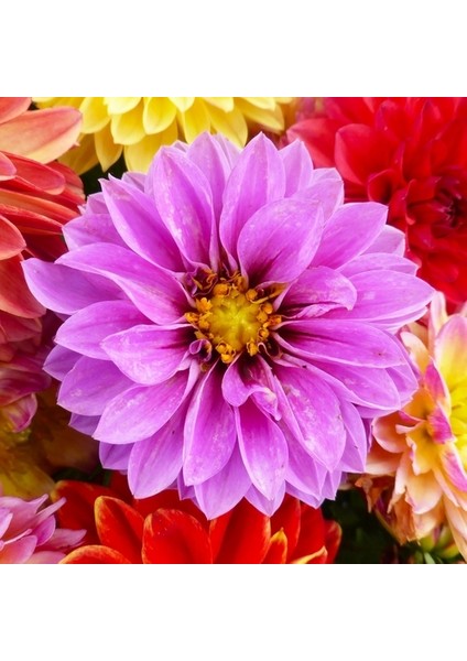 50 Adet Karışık Renk Dahlia Çiçeği Tohumu + 10 Adet Hediye K.renk Lale Çiçek Tohumu