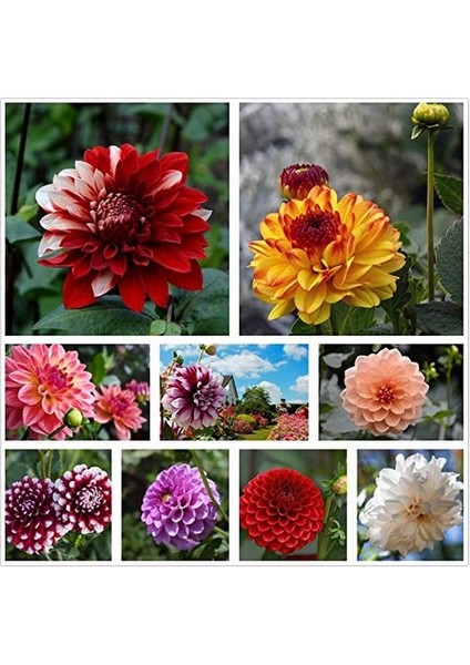 10 Adet Karışık Renk Dahlia Çiçeği Tohumu + 10 Adet Hediye K.renk Lale Çiçek Tohumu