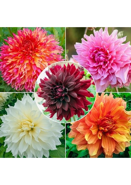 25 Adet Karışık Renk Dahlia Çiçeği Tohumu + 10 Adet Hediye K.renk Gül Çiçek Tohumu