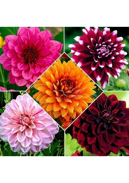 10 Adet Karışık Renk Dahlia Çiçeği Tohumu + 10 Adet Hediye K.renk Gül Çiçek Tohumu