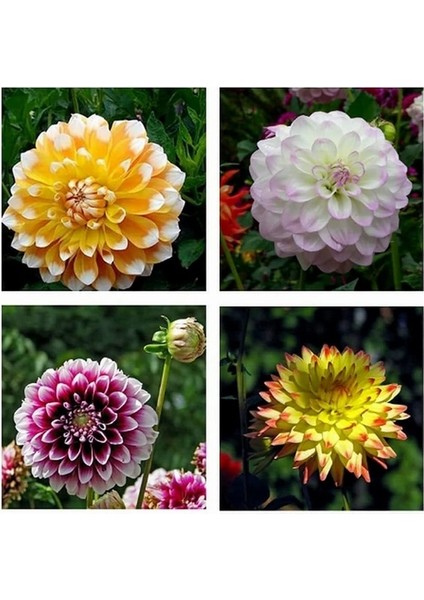 25 Adet Karışık Renk Dahlia Çiçeği Tohumu + 10 Adet Hediye K.renk Gül Çiçek Tohumu