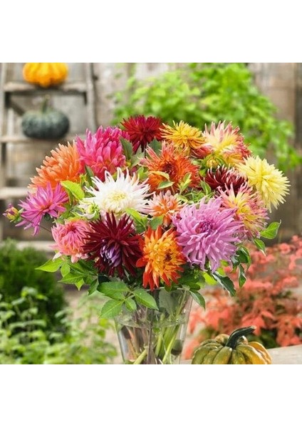 10 Adet Karışık Renk Dahlia Çiçeği Tohumu + 10 Adet Hediye K.renk Gül Çiçek Tohumu