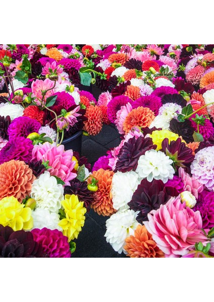 50 Adet Karışık Renk Dahlia Çiçeği Tohumu + 10 Adet Hediye K.renk Gül Çiçek Tohumu