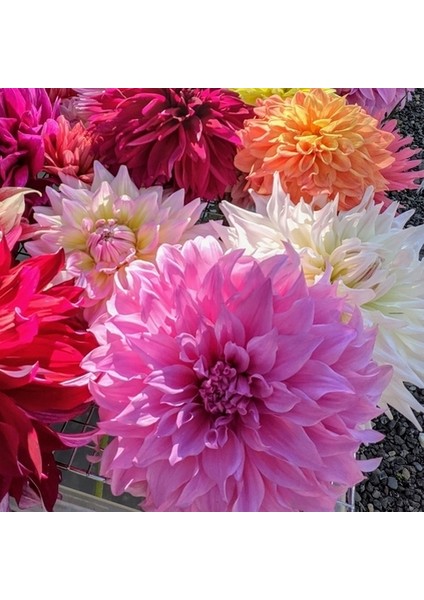 10 Adet Karışık Renk Dahlia Çiçeği Tohumu + 10 Adet Hediye K.renk Gül Çiçek Tohumu