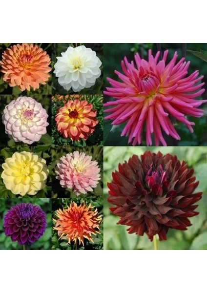 100 Adet Karışık Renk Dahlia Çiçeği Tohumu + 10 Adet Hediye K.renk Gül Çiçek Tohumu