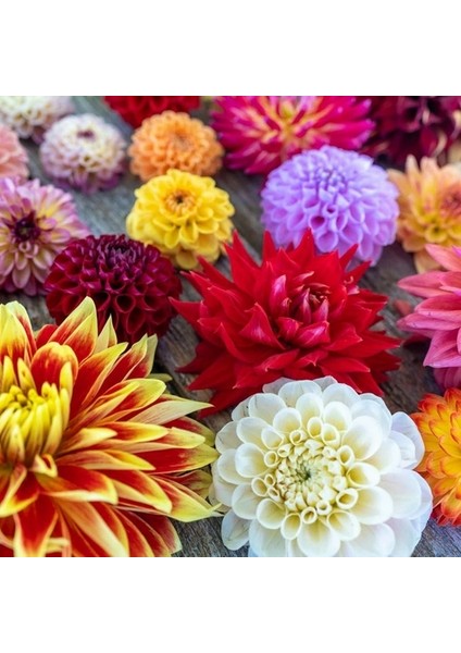 10 Adet Karışık Renk Dahlia Çiçeği Tohumu + 10 Adet Hediye K.renk Gül Çiçek Tohumu