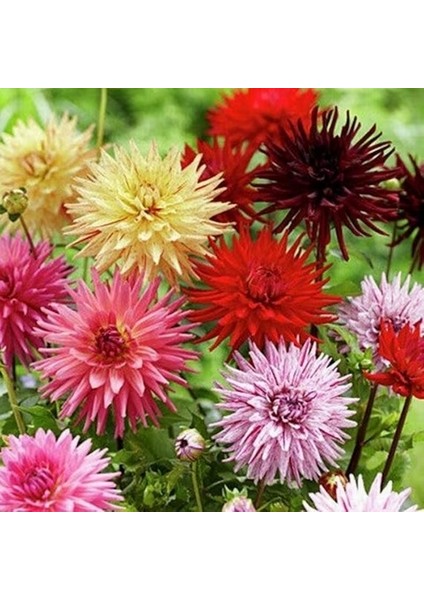 100 Adet Karışık Renk Dahlia Çiçeği Tohumu + 10 Adet Hediye K.renk Gül Çiçek Tohumu