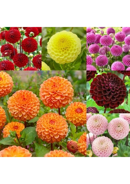 50 Adet Karışık Renk Dahlia Çiçeği Tohumu + 10 Adet Hediye K.renk Gül Çiçek Tohumu