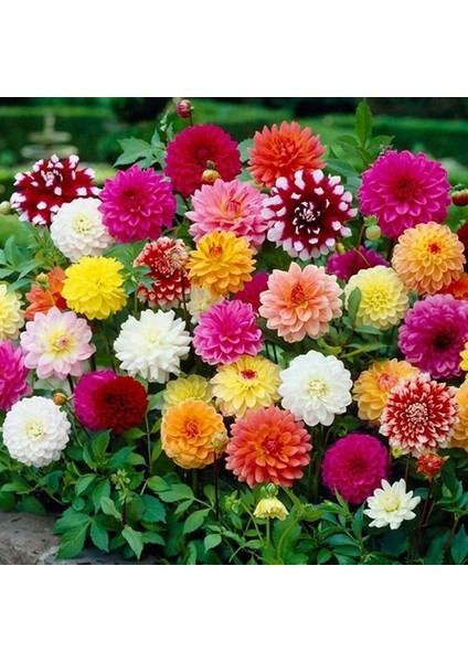 25 Adet Karışık Renk Dahlia Çiçeği Tohumu + 10 Adet Hediye K.renk Lale Çiçek Tohumu