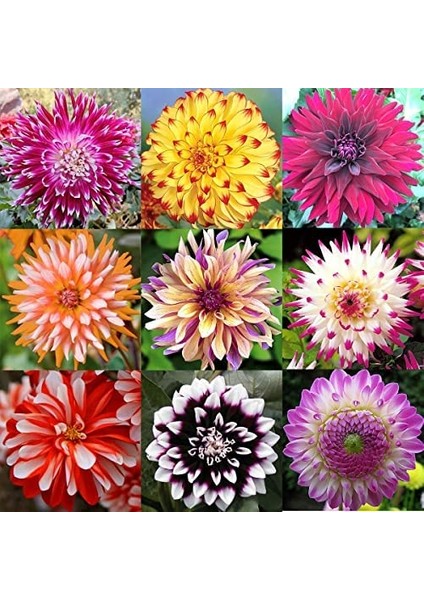 50 Adet Karışık Renk Dahlia Çiçeği Tohumu + 10 Adet Hediye K.renk Lale Çiçek Tohumu
