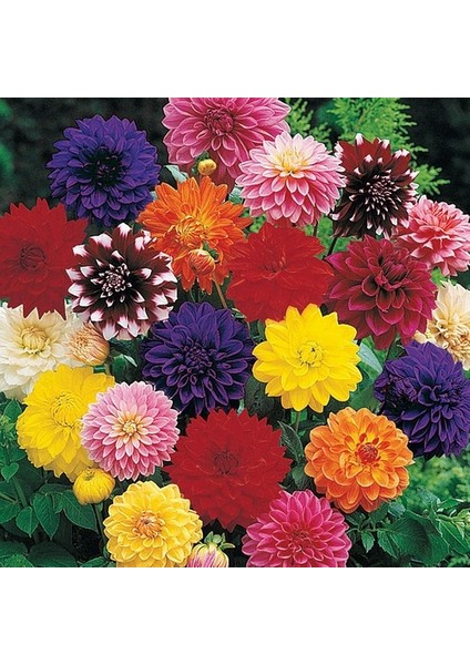 25 Adet Karışık Renk Dahlia Çiçeği Tohumu + 10 Adet Hediye K.renk Lale Çiçek Tohumu
