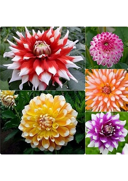 50 Adet Karışık Renk Dahlia Çiçeği Tohumu + 10 Adet Hediye K.renk Lale Çiçek Tohumu