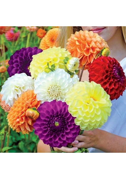 100 Adet Karışık Renk Dahlia Çiçeği Tohumu + 10 Adet Hediye K.renk Lale Çiçek Tohumu