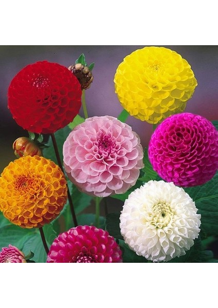 100 Adet Karışık Renk Yıldız Çiçeği Tohumu + 10 Adet Hediye K.renk Lale Çiçek Tohumu