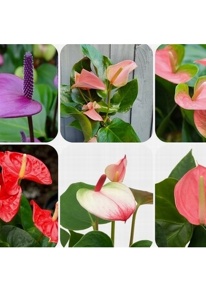 50'li Karışık Renk Antoryum Çiçeği Tohumu + 10'lu Kırmızı Gül Çiçek Tohumu