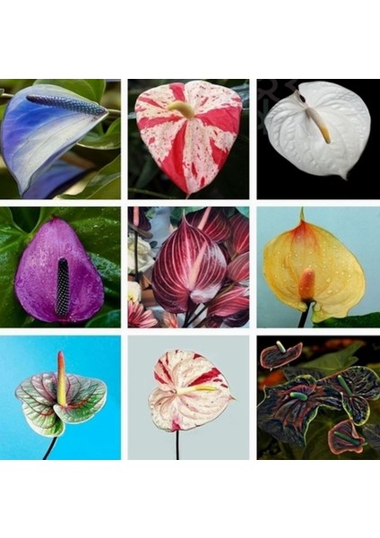 50'li Karışık Renk Antoryum Çiçeği Tohumu + 10'lu Kırmızı Gül Çiçek Tohumu