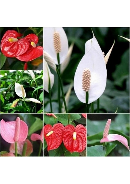 25'li Karışık Renk Antoryum Çiçeği Tohumu + 10'lu Kırmızı Gül Çiçek Tohumu