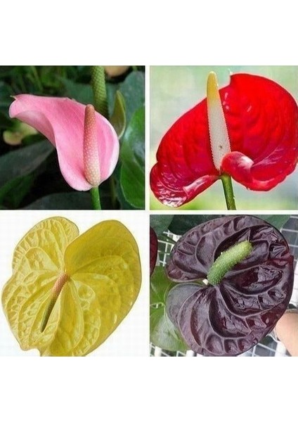 100'lü Karışık Renk Flamingo Çiçeği Tohumu + 10'lu Kırmızı Gül Çiçek Tohumu