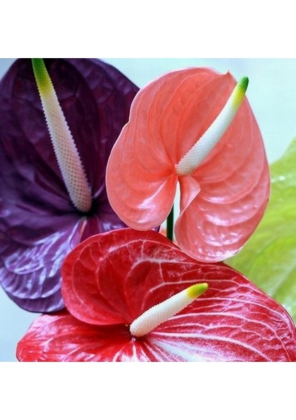 100'lü Karışık Renk Flamingo Çiçeği Tohumu + 10'lu Kırmızı Gül Çiçek Tohumu