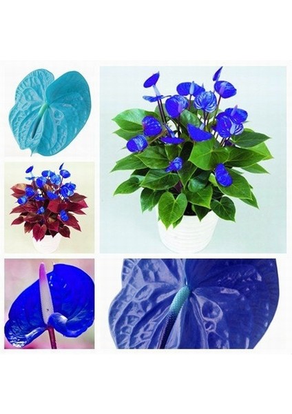 100'lü Karışık Renk Flamingo Çiçeği Tohumu + 10'lu Kırmızı Gül Çiçek Tohumu