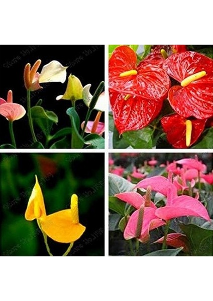 10'lu Karışık Renk Flamingo Çiçeği Tohumu + 10'lu Kırmızı Gül Çiçek Tohumu
