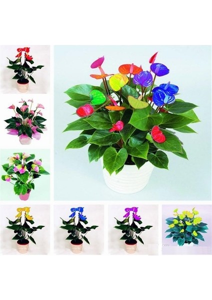 10'lu Karışık Renk Flamingo Çiçeği Tohumu + 10'lu Kırmızı Lale Çiçek Tohumu