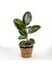 Kauçuk - Ficus Elastica Robusta -Lanesse Siyah Hasır Saksılı- 40-60CM 1