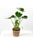 Deve Tabanı Bitkisi- Monstera Deliciosa Lanesse Siyah Hasır Saksılı 30-40 cm 1