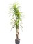 Yapay Dracena Ağacı Gerçek Dokulu 3 Dallı Yeşil 200 Cm. 1