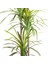 Yapay Dracena Ağacı Gerçek Dokulu 3 Dallı Yeşil 200 Cm. 2