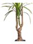 Yapay Dracena Ağacı Gerçek Dokulu 3 Dallı Yeşil 200 Cm. 3
