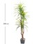 Yapay Dracena Ağacı Gerçek Dokulu 3 Dallı Yeşil 200 Cm. 4