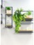 Yapay Çiçek Sarkan Boston Fern Yapraklı Bitki Küçük Siyah Saksıda Yapay Sarmaşık 55CM 4