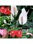 25'li Karışık Renk Antoryum Çiçeği Tohumu + 10'lu Kırmızı Gül Çiçek Tohumu 1