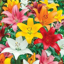 Day 50'li Karışık Renk Zambak Çiçeği Tohumu + 10'lu Kırmızı Gül Çiçek Tohumu