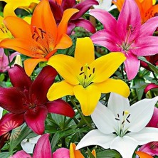 Day 50'li Karışık Renk Zambak Çiçeği Tohumu + 10'lu Kırmızı Gül Çiçek Tohumu