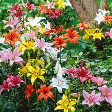 Day 25'li Karışık Renk Zambak Çiçeği Tohumu + 10'lu Kırmızı Lale Çiçek Tohumu