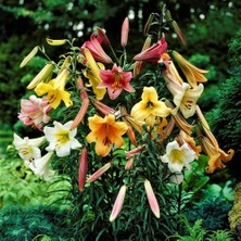 Day 100'lü Karışık Renk Zambak Çiçeği Tohumu + 10'lu Süs Yoncası Çiçek Tohumu