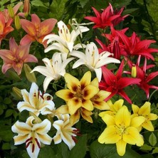 Day 10'lu Karışık Renk Zambak Çiçeği Tohumu + 10'lu Süs Yoncası Çiçek Tohumu