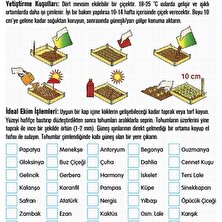 Day 25'li Karışık Renk Zambak Çiçeği Tohumu + 10'lu Kırmızı Gül Çiçek Tohumu