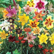 Day 100'lü Karışık Renk Zambak Çiçeği Tohumu + 10'lu Kırmızı Gül Çiçek Tohumu