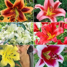 Day 25'li Karışık Renk Zambak Çiçeği Tohumu + 10'lu Kırmızı Gül Çiçek Tohumu