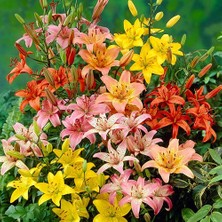 Day 50'li Karışık Renk Zambak Çiçeği Tohumu + 10'lu Kırmızı Lale Çiçek Tohumu