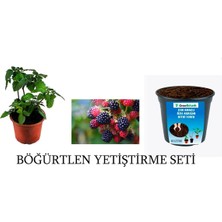 Grow Botanik 3 Lü Böğürtlen Yetiştirme Seti