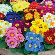 Day 25 Adet Karışık Renk Çiçek Primula Flower Tohumu + 10 Adet K.renk Gül Çiçek Tohumu